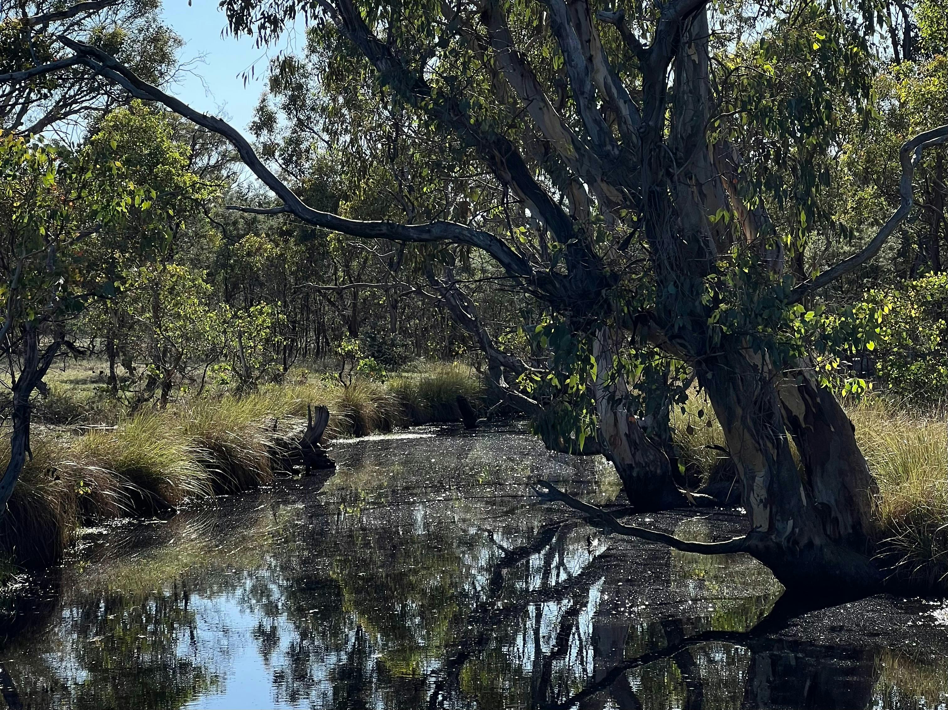 Billabong in Goorooyarroo Nature Reserve