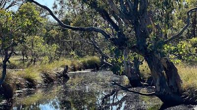Billabong in Goorooyarroo Nature Reserve