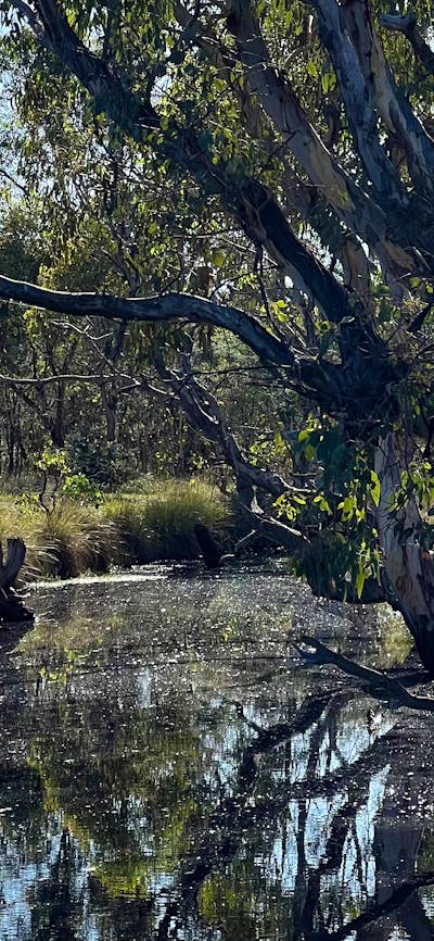 Billabong in Goorooyarroo Nature Reserve