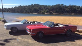 Their mustangs