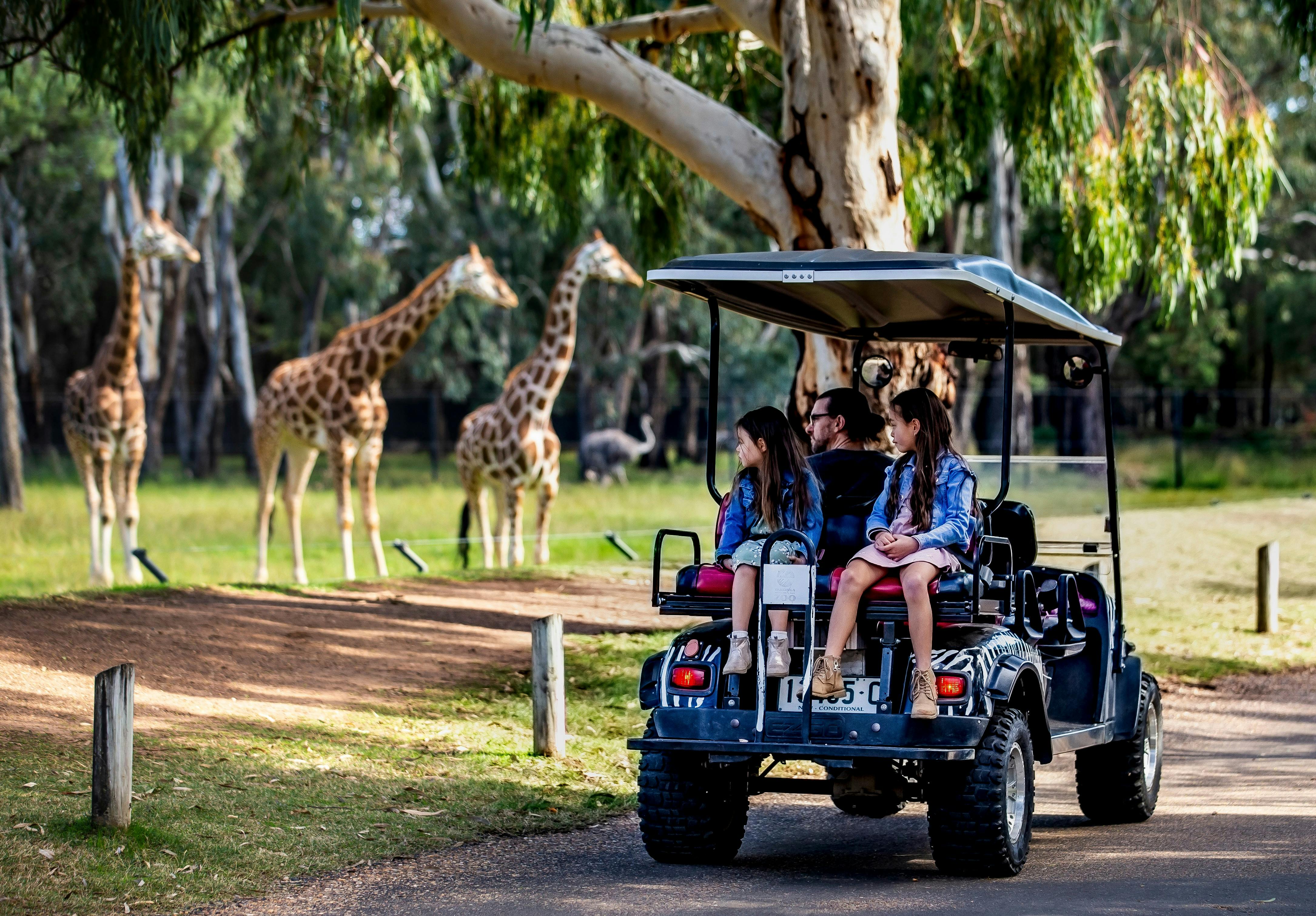 野生動物園購物車 - 達博塔龍加西部平原動物園
