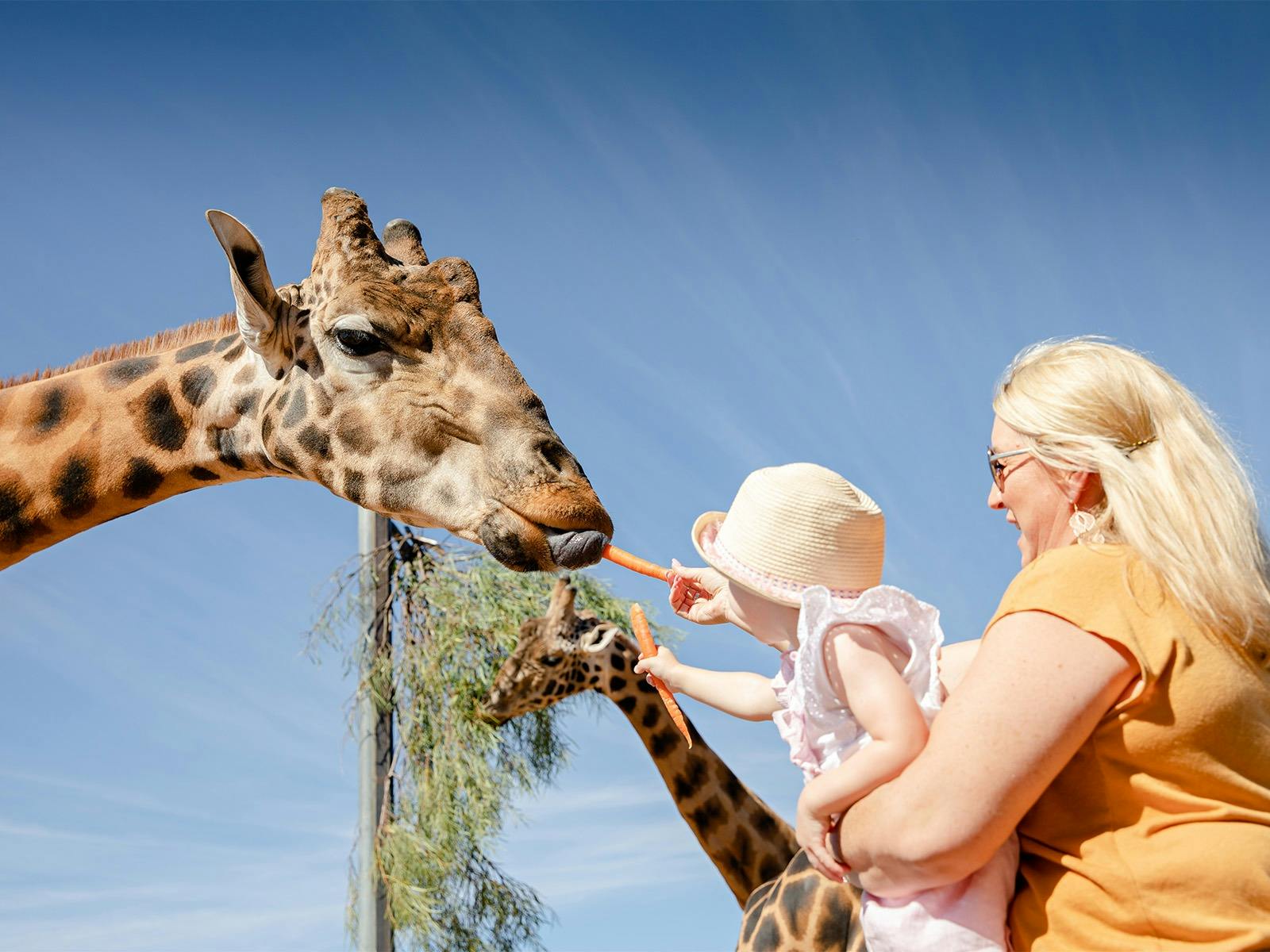 Hooves and Horns: Safari Adventures
