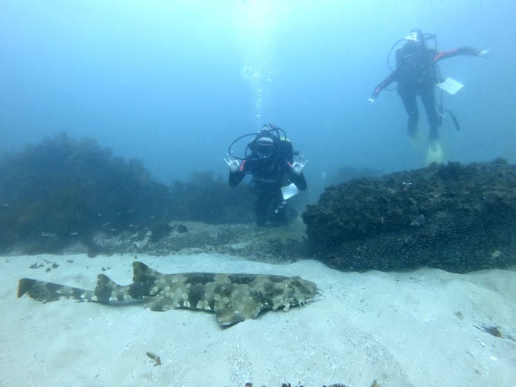 Shore diving with Wobbegong sharks at Cabbage Tree Bay, Sydney
