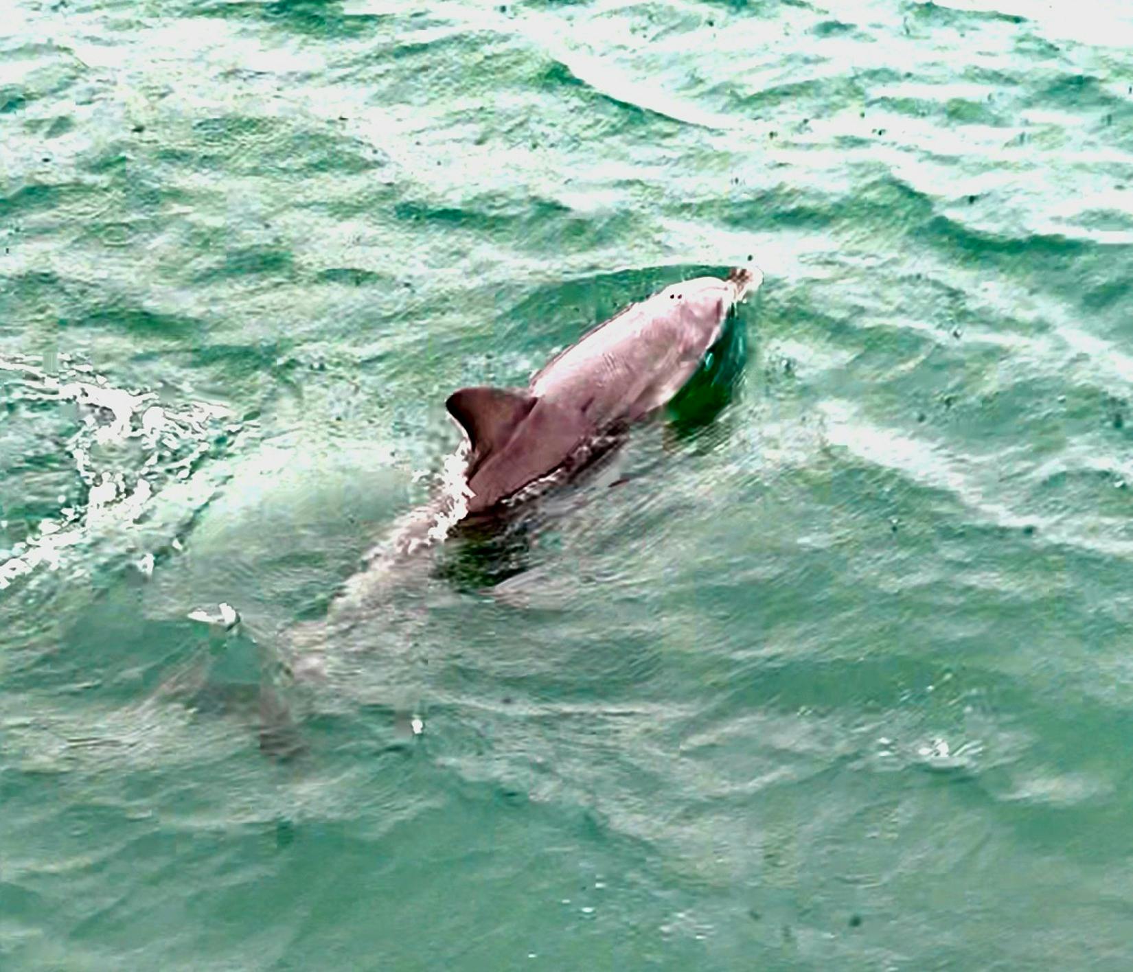Dolphin1