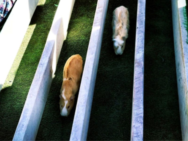 Image for Grenfell Guinea Pig Races
