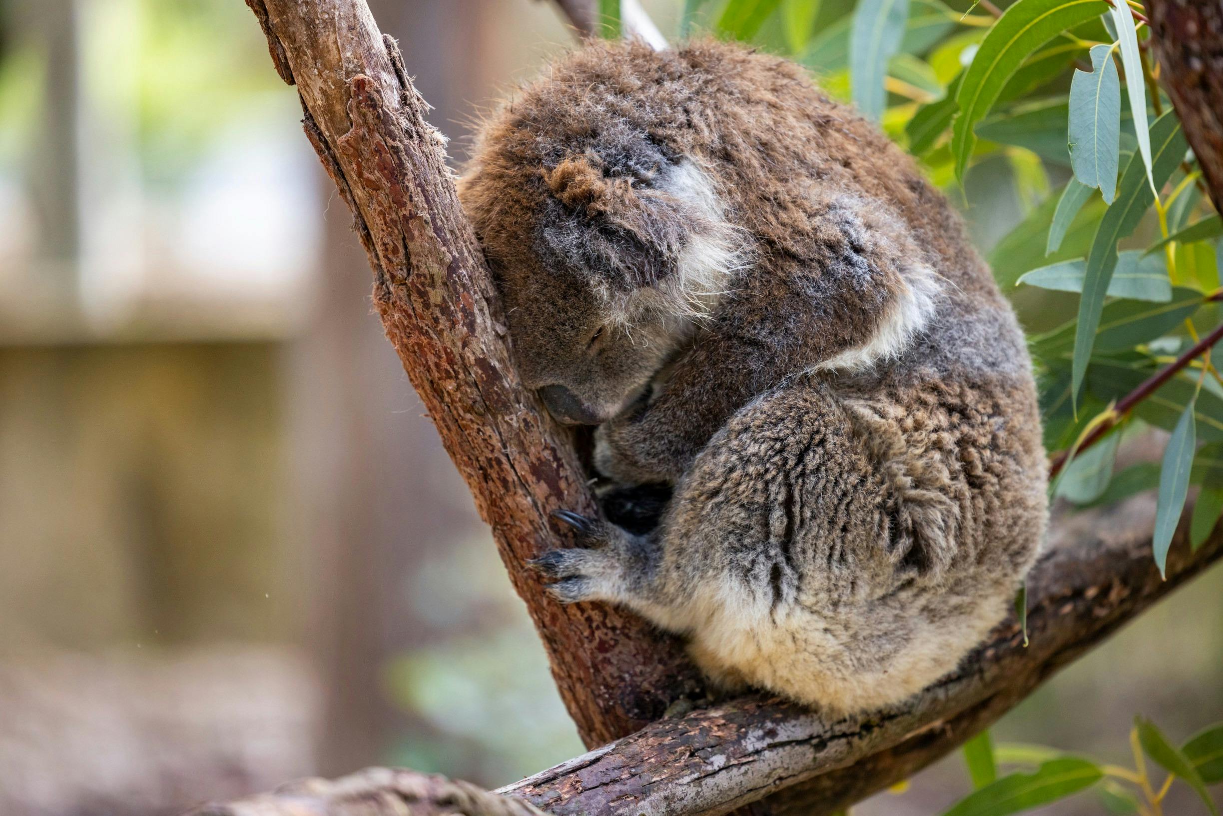 Aboriginal Experience at Yanchep National Park, Yanchep