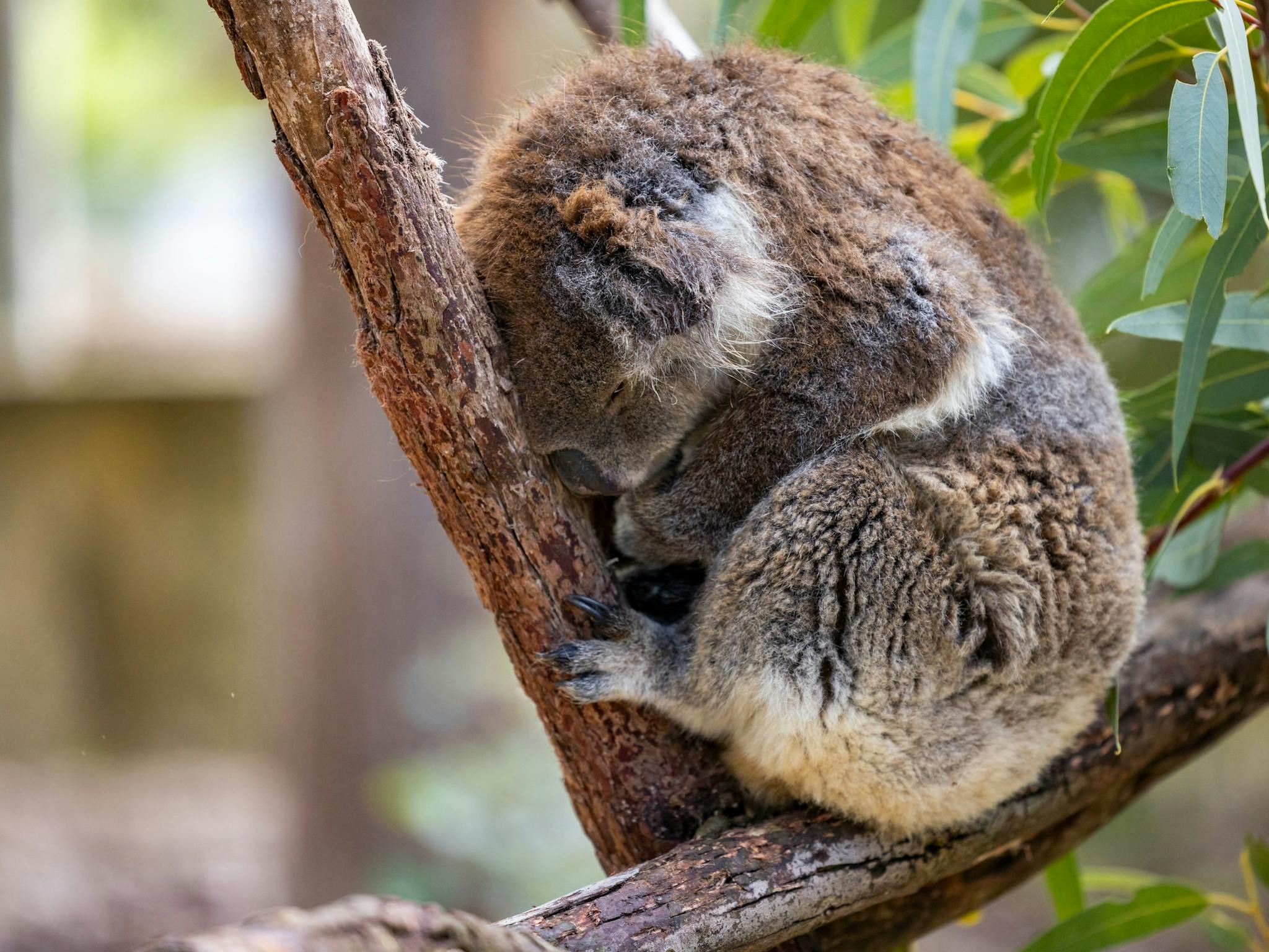 Aboriginal Experience at Yanchep National Park, Yanchep