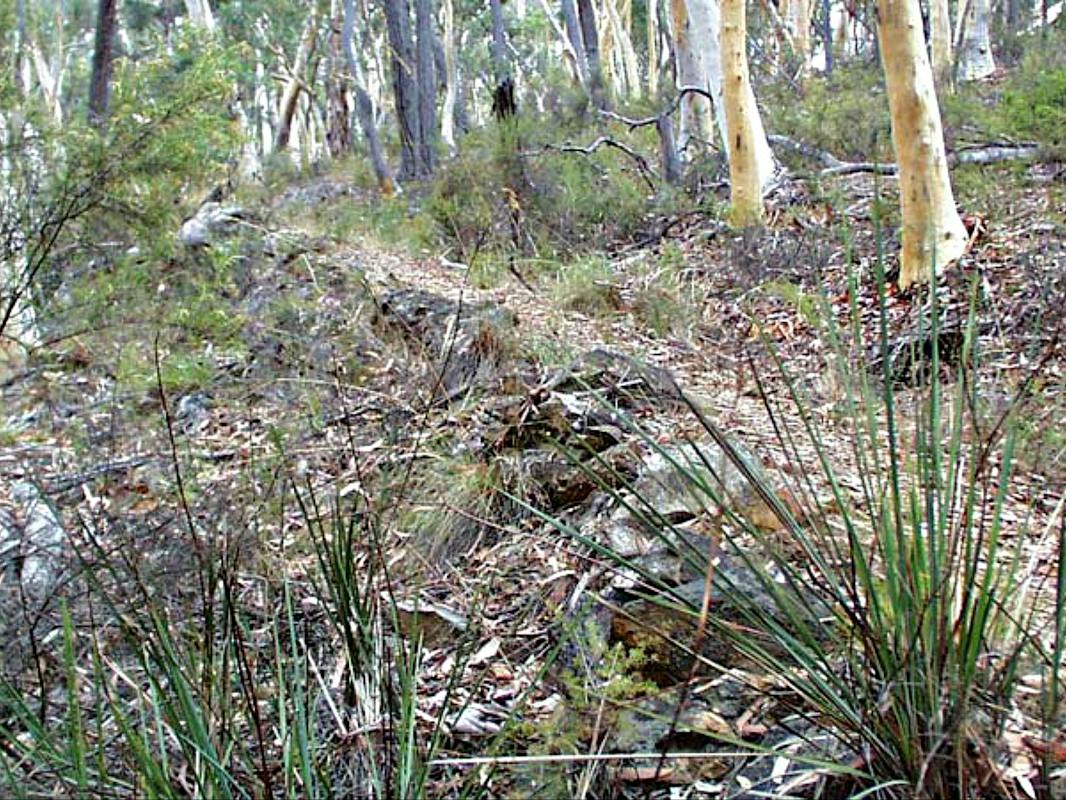 Historic Water Race Walking Track
