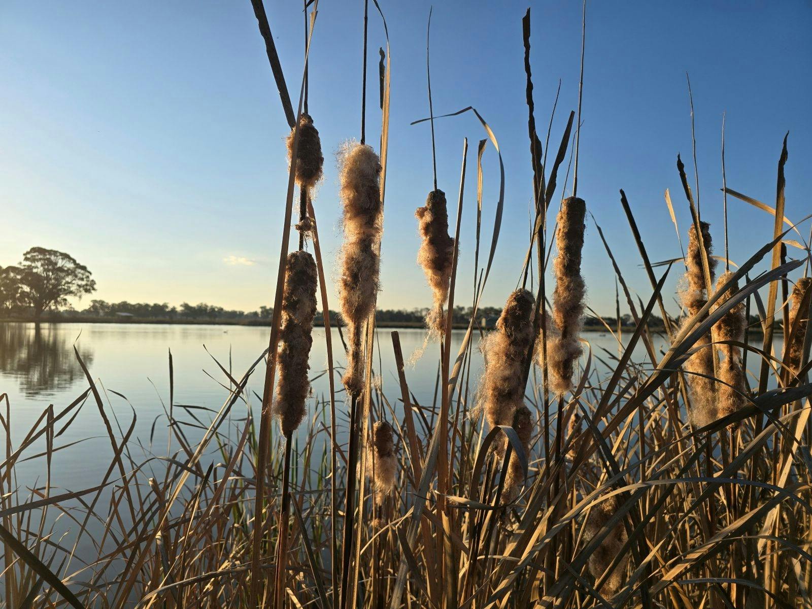 Whitehead Street Wetlands