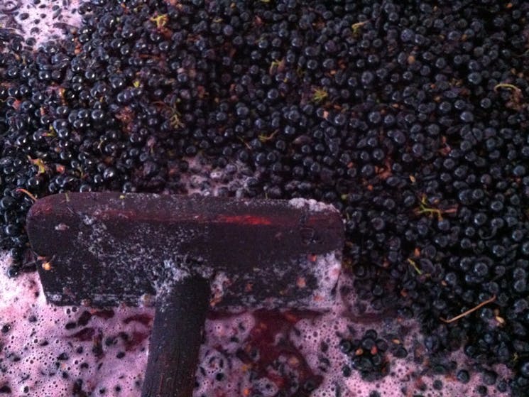 Hand plunging a red ferment at Anderson winery