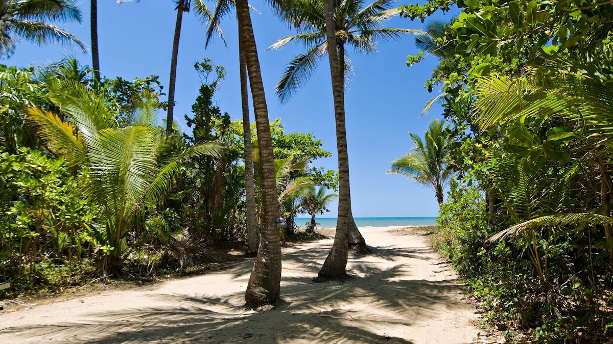 Sandy pathway to the beach lined with palm trees