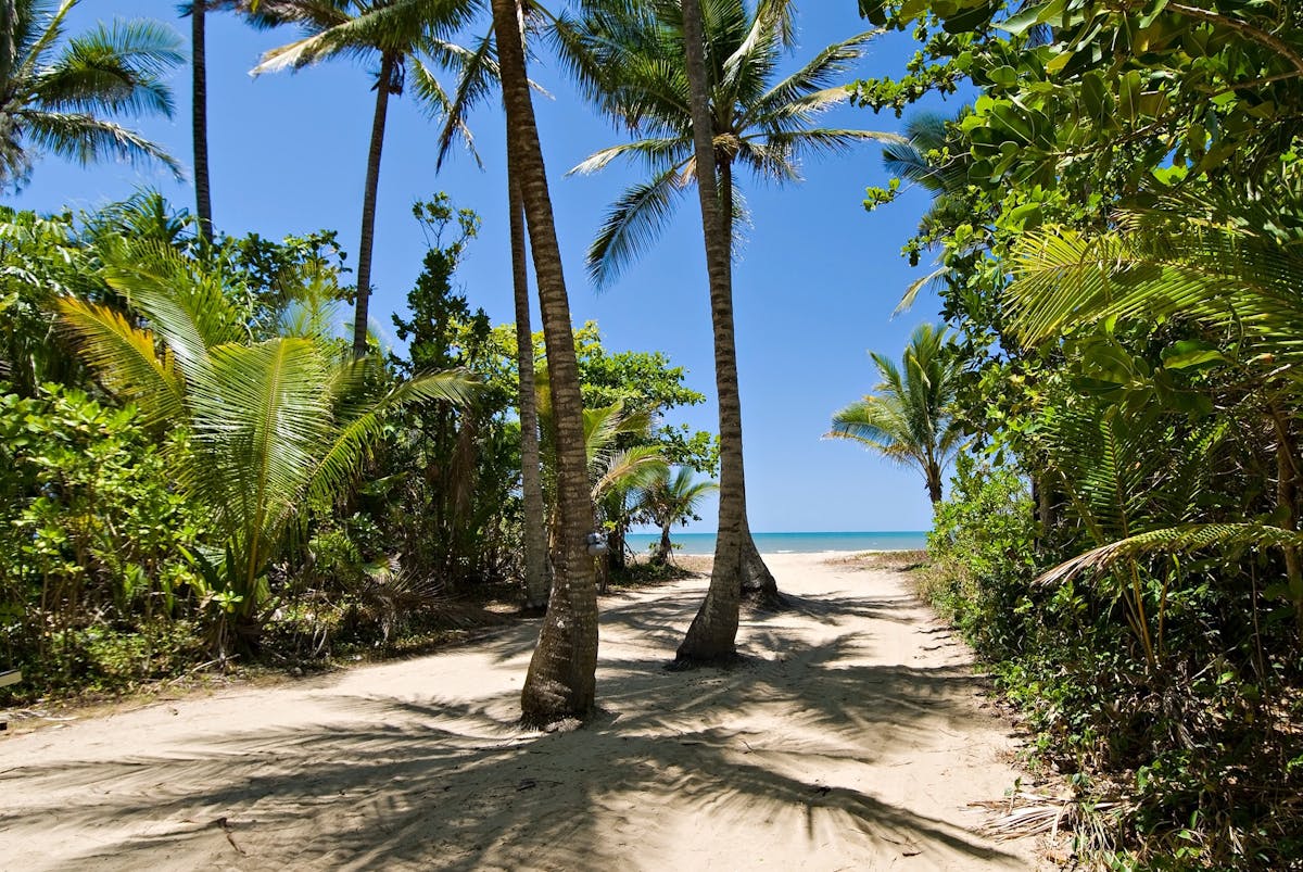 Sandy pathway to the beach lined with palm trees