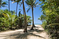 Sandy pathway to the beach lined with palm trees