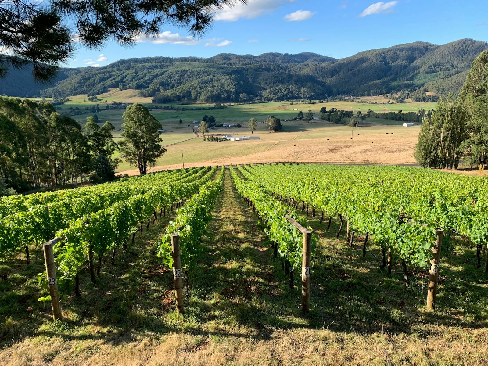 Overview of rows of grape vines with view of Gunns Plains and surrounding hills
