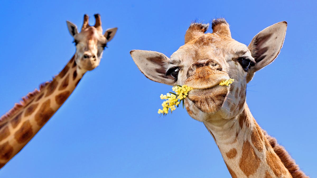 Giraffe Mother and son. Son with flowers in his mouth