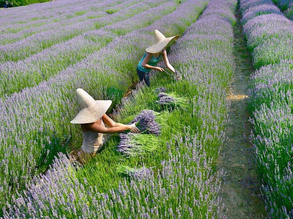 Lavandula Swiss Italian Farm