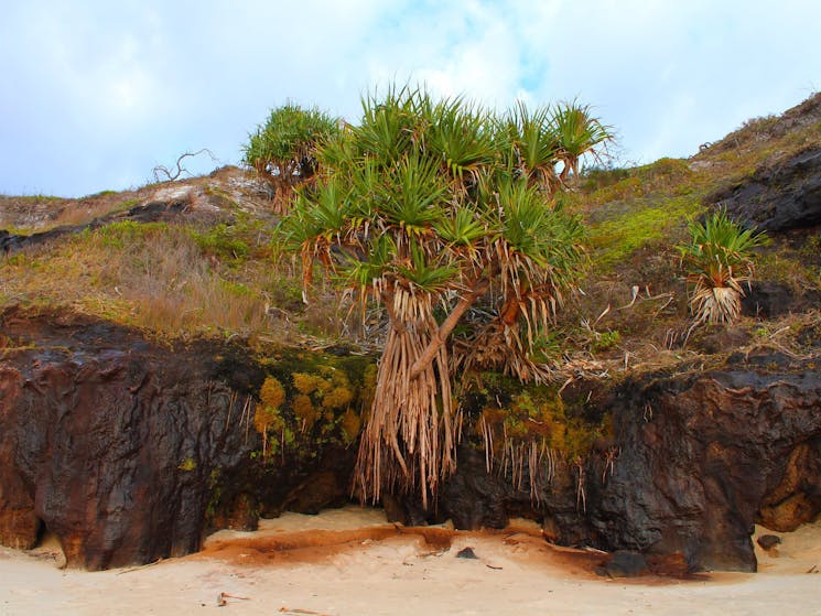 Floating Pandanus. One Man’s, Angourie.