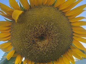Another Giant Sunflower