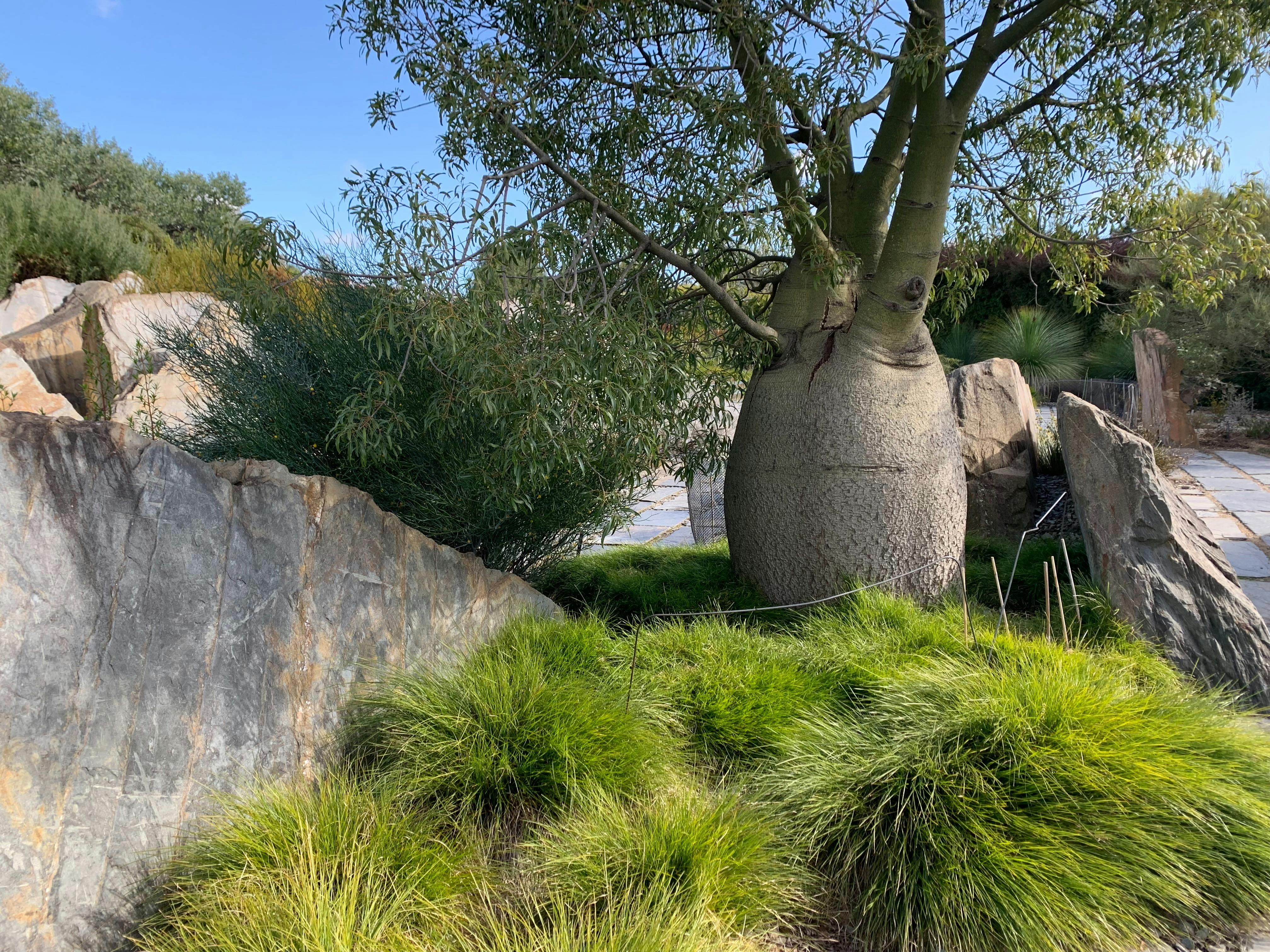 ClimateWatch Walk at Cranbourne Gardens