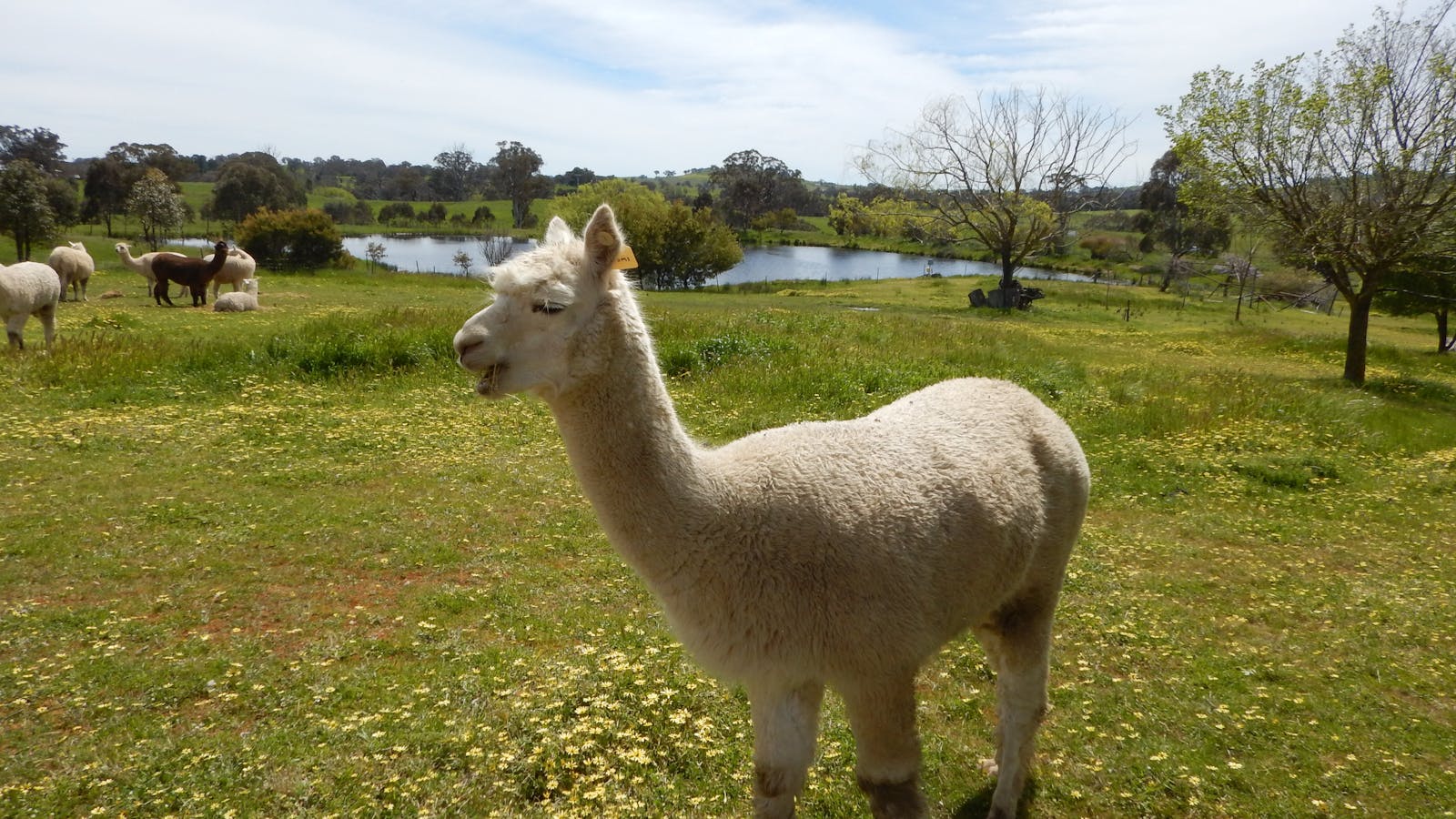 Clearview Alpacas
