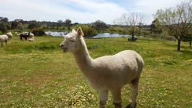Clearview Alpacas