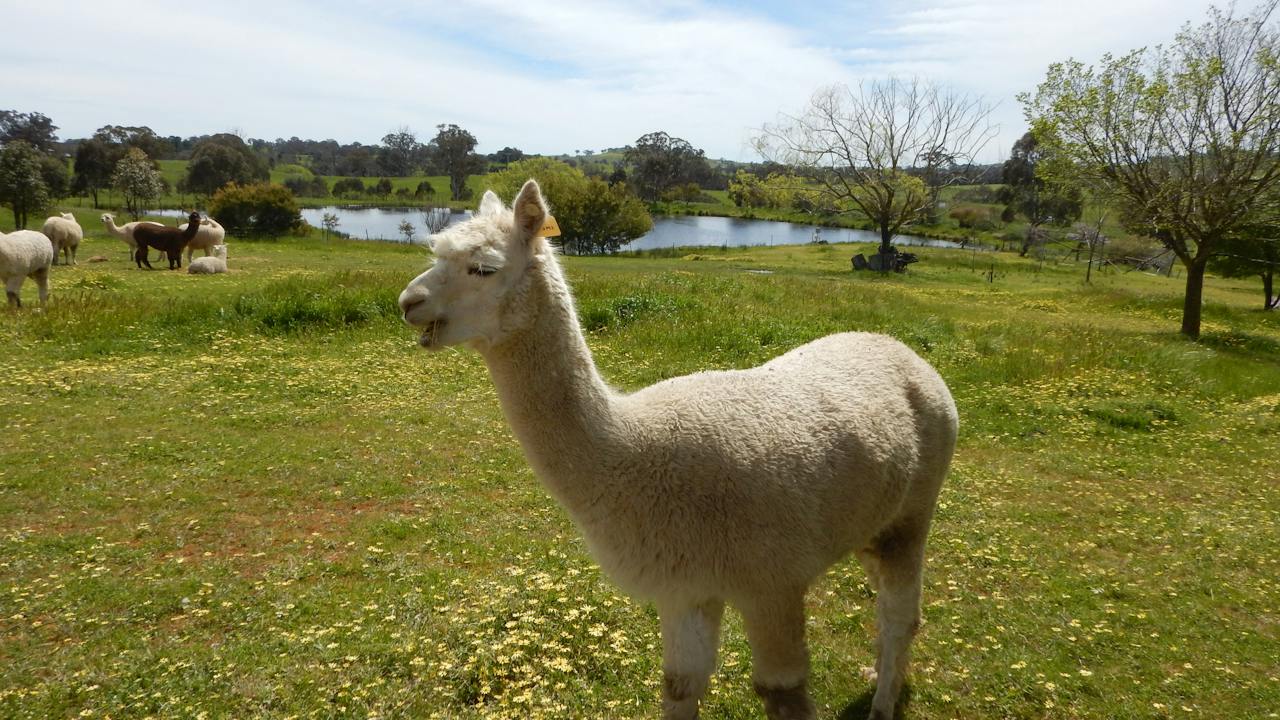 Clearview Alpacas