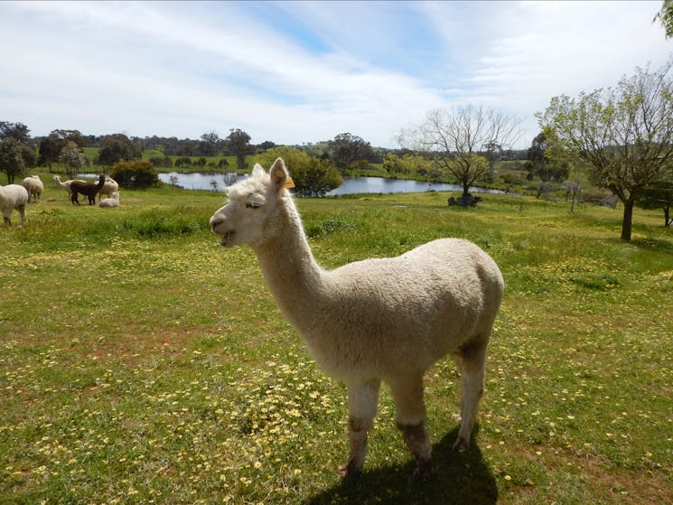 The Laughing Alpaca