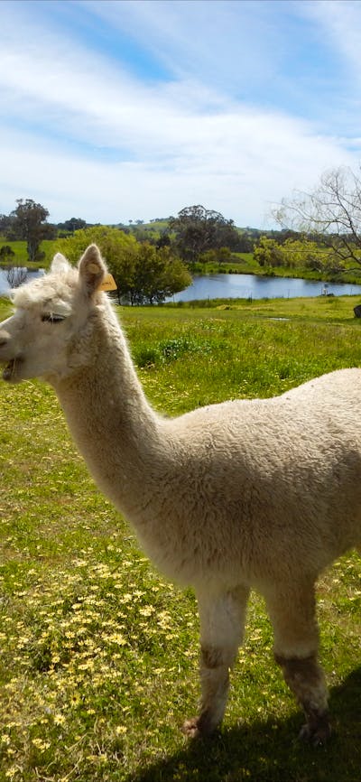 The Laughing Alpaca