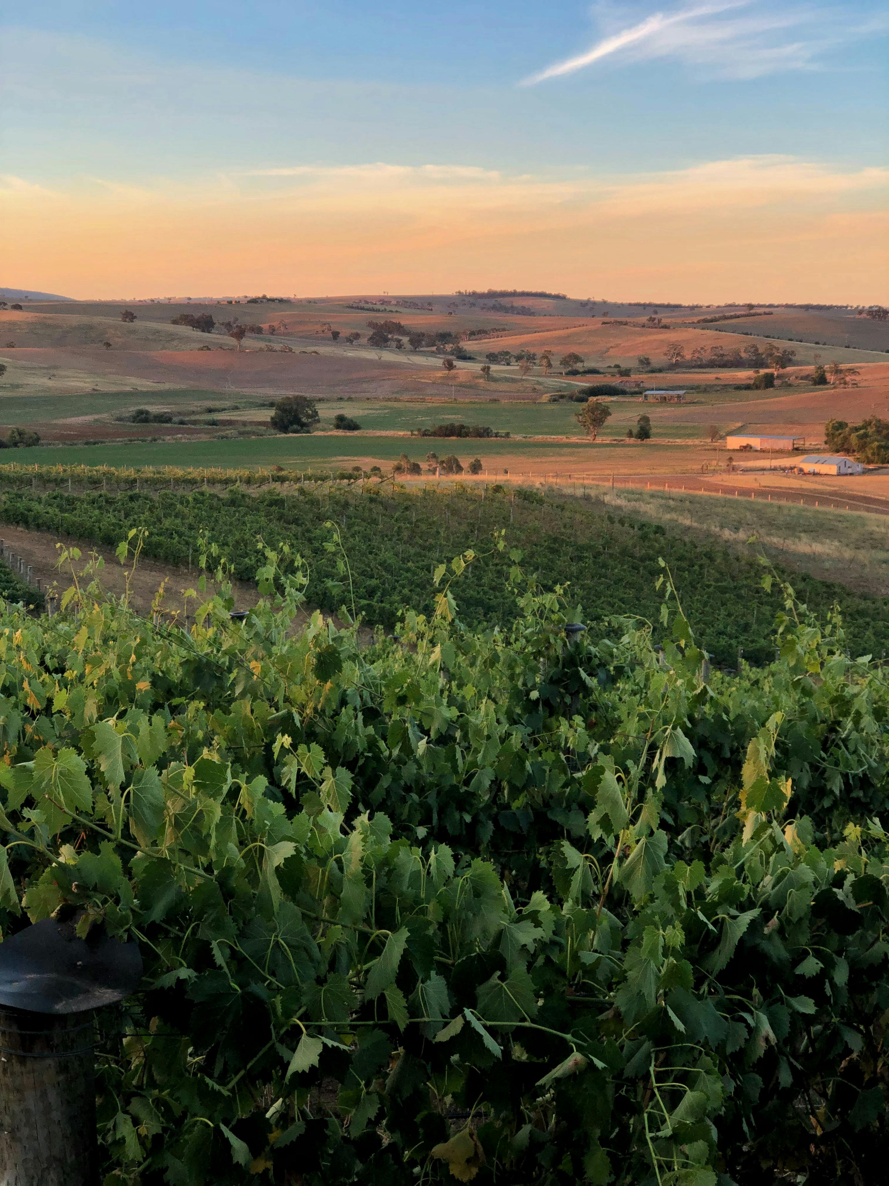 vineyard, sunset