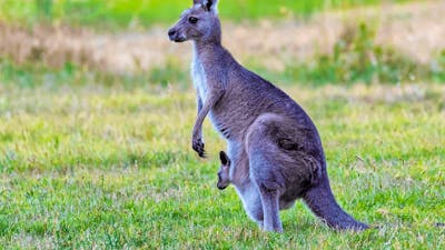 CGT Wildlife Tour - Kangaroo & joey