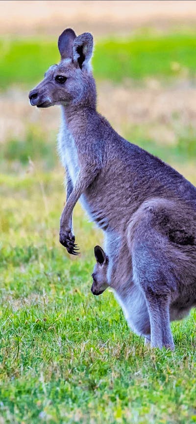 CGT Wildlife Tour - Kangaroo & joey