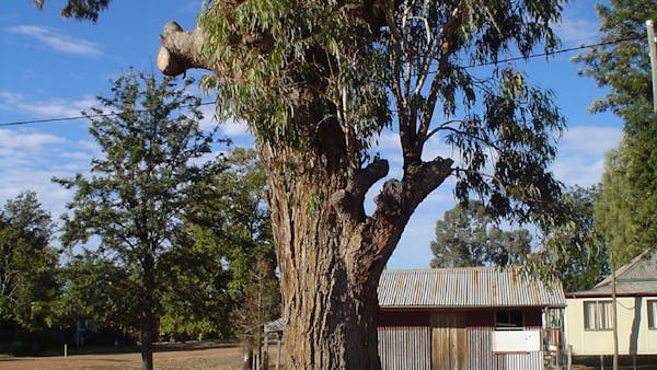 Augathella Kenniff Tree