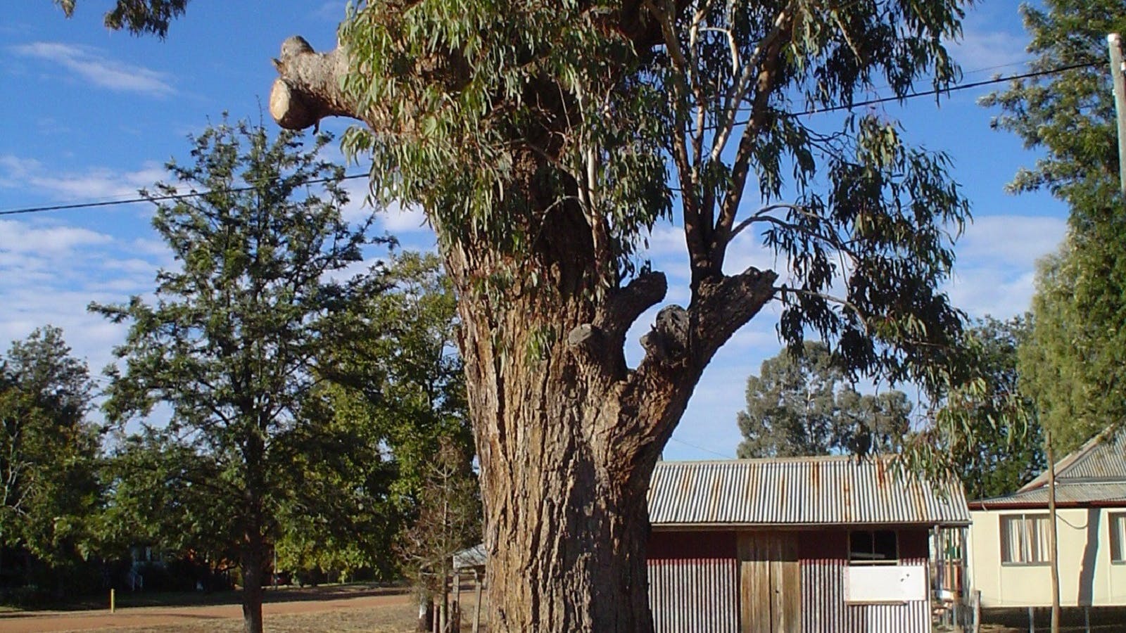 Augathella Kenniff Tree Augathella Kenniff Tree