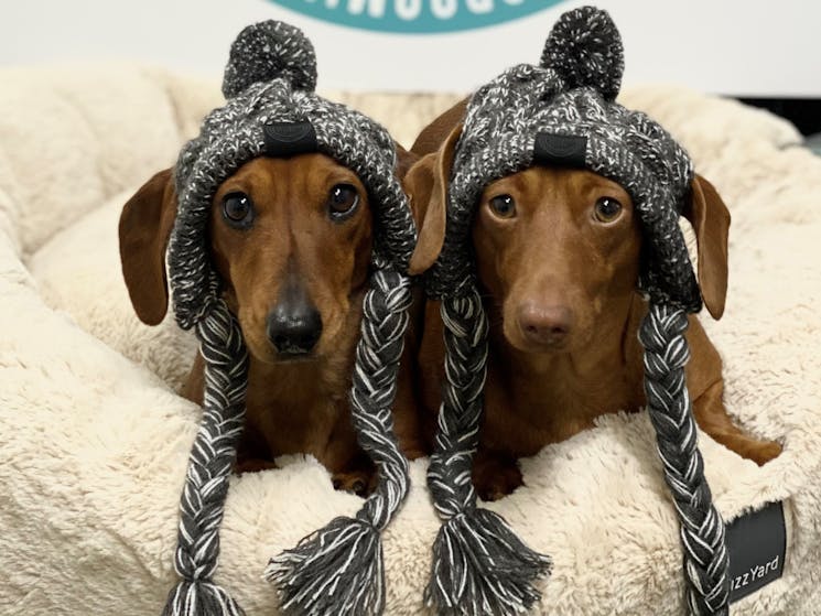 Sandys Grooming Tails & K9 Cafe Snags in beanies