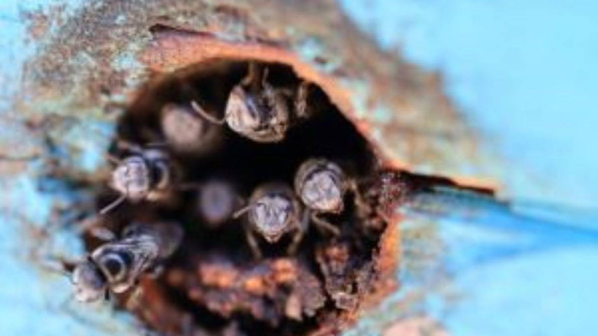 Native Bees in Hive at BushTracks Eco Tours in Agnes Water / 1770 QLD