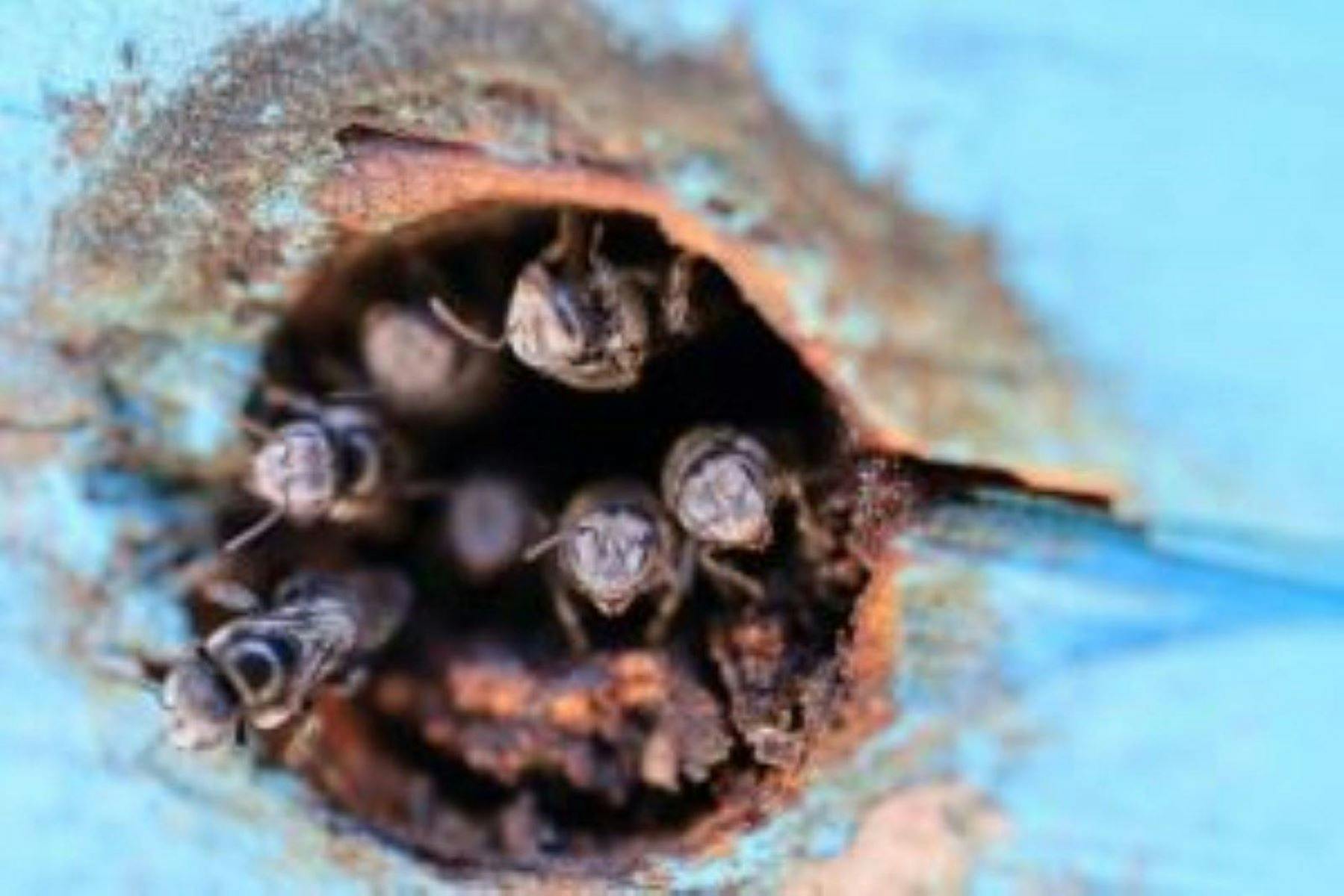 Native Bees in Hive at BushTracks Eco Tours in Agnes Water / 1770 QLD