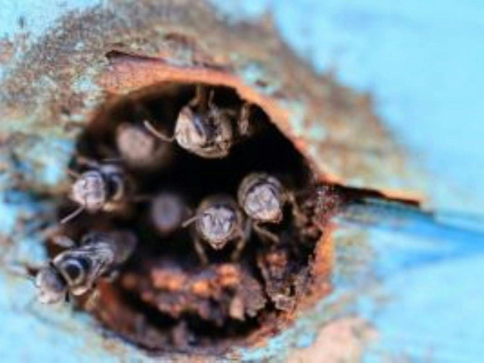 Native Bees in Hive at BushTracks Eco Tours in Agnes Water / 1770 QLD