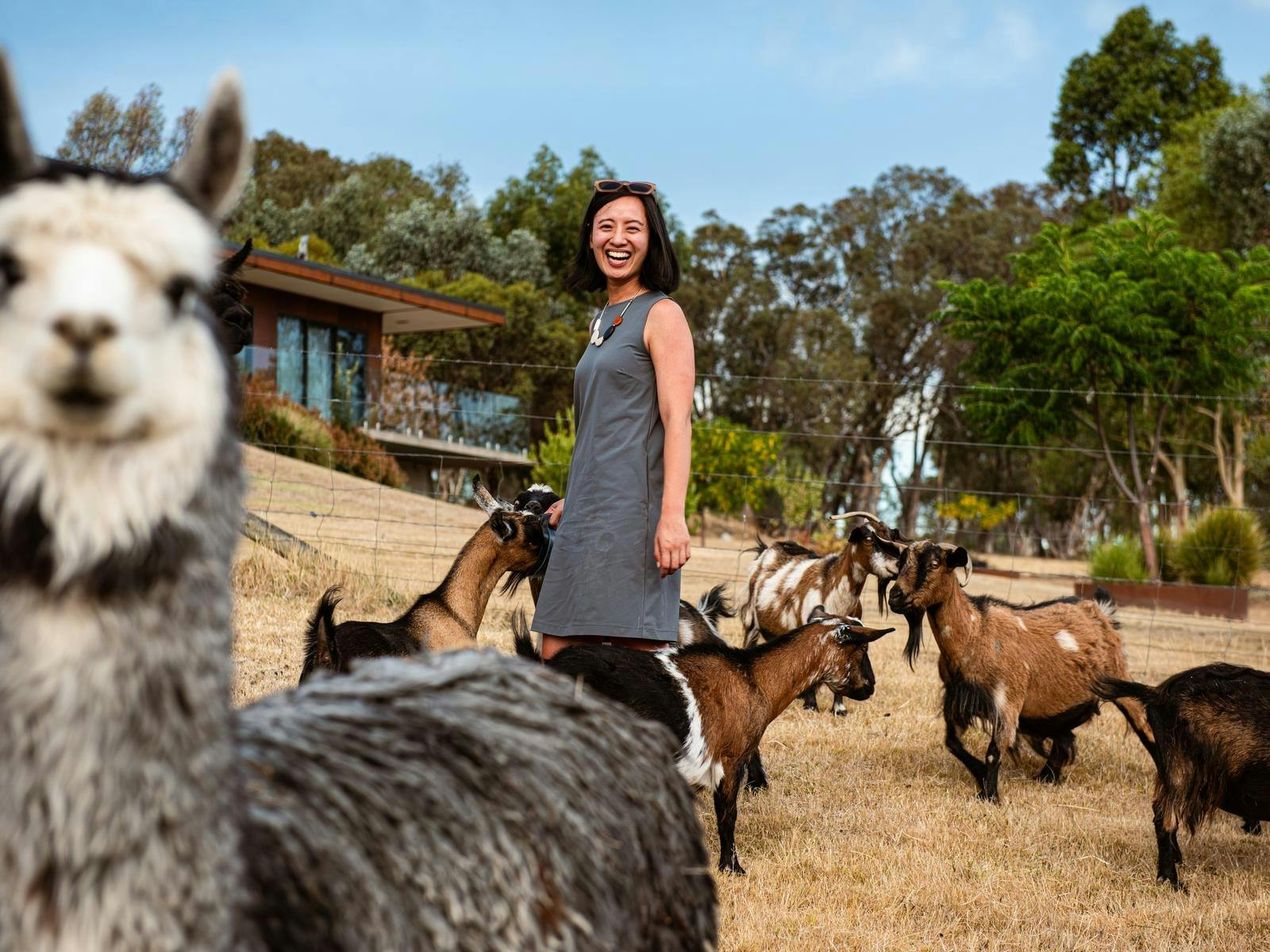 A smiling lady with goats and alpacas