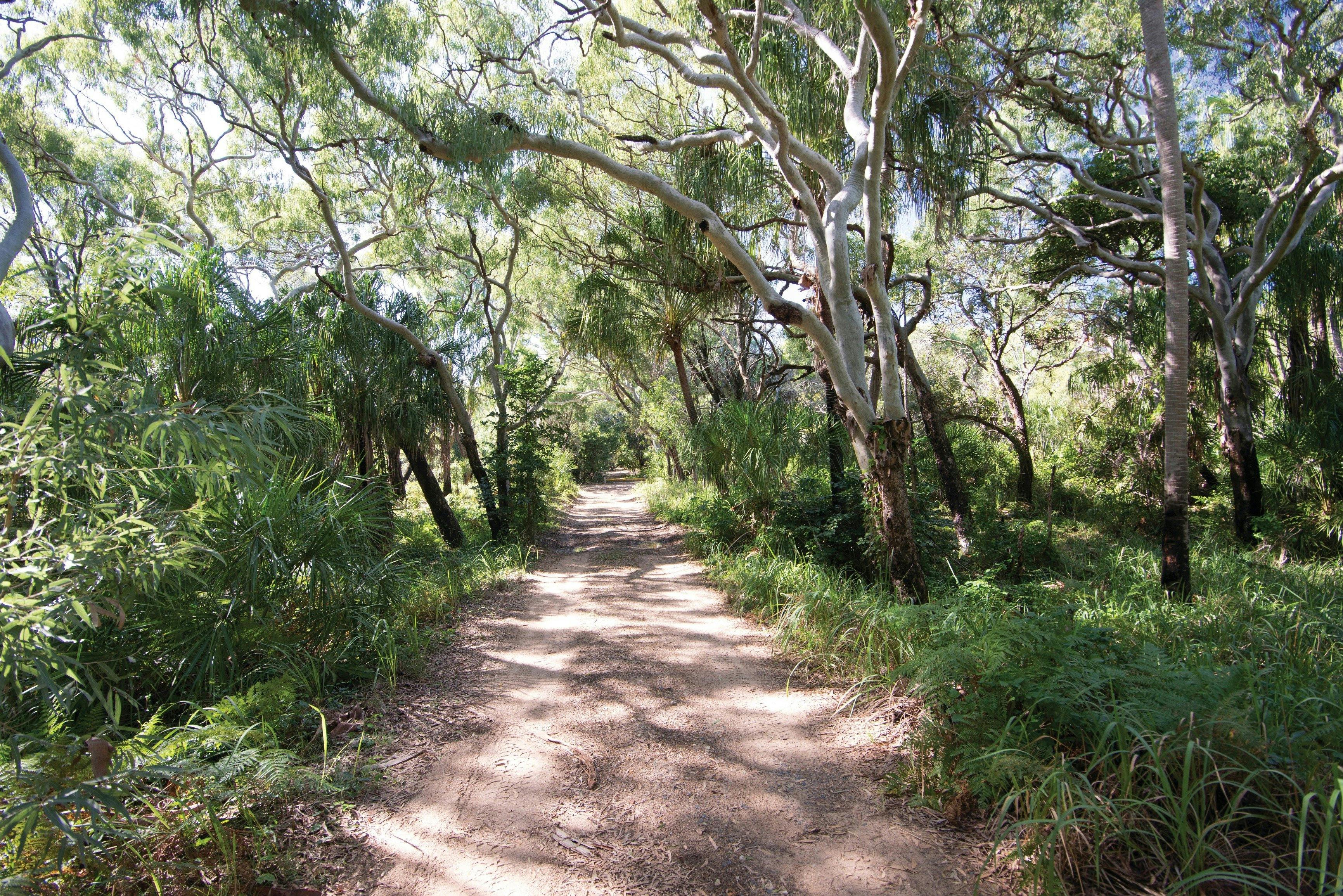 Sandy road surrounded by paperbarks leading to Wreck Rock camping area