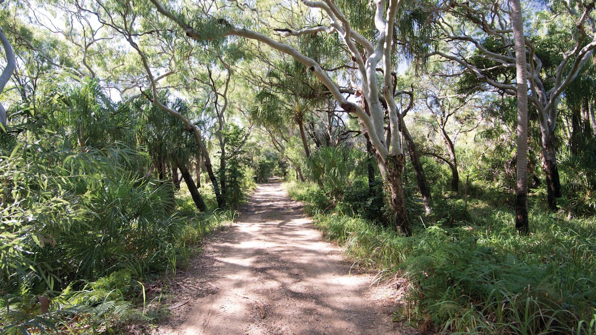 Sandy road surrounded by paperbarks leading to Wreck Rock camping area