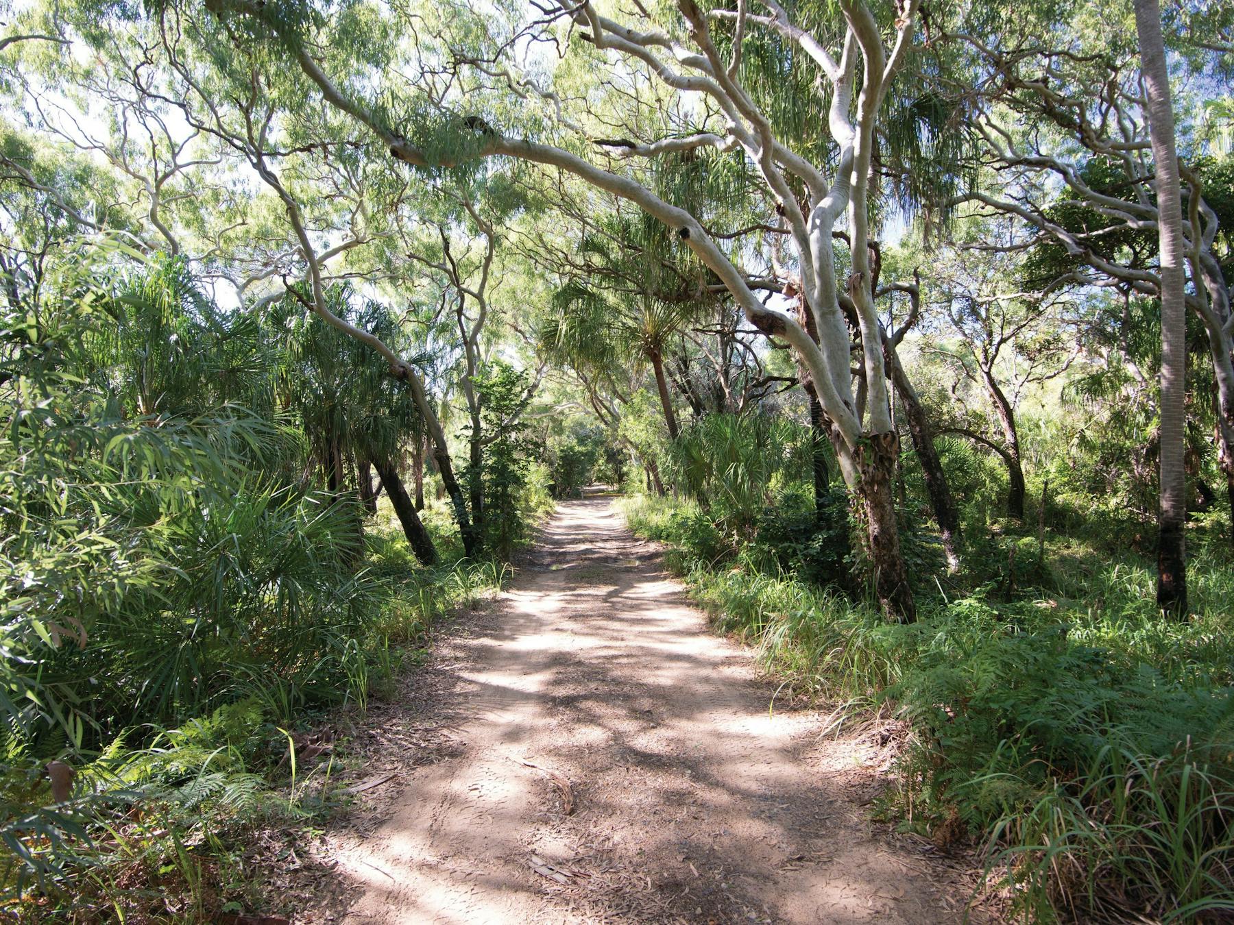Sandy road surrounded by paperbarks leading to Wreck Rock camping area