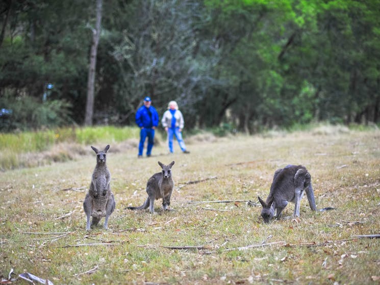 Kangaroos in the Blue Mountains