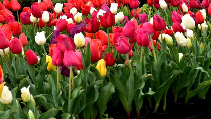 SA Spring Garden Festival Mt Pleasant 2020