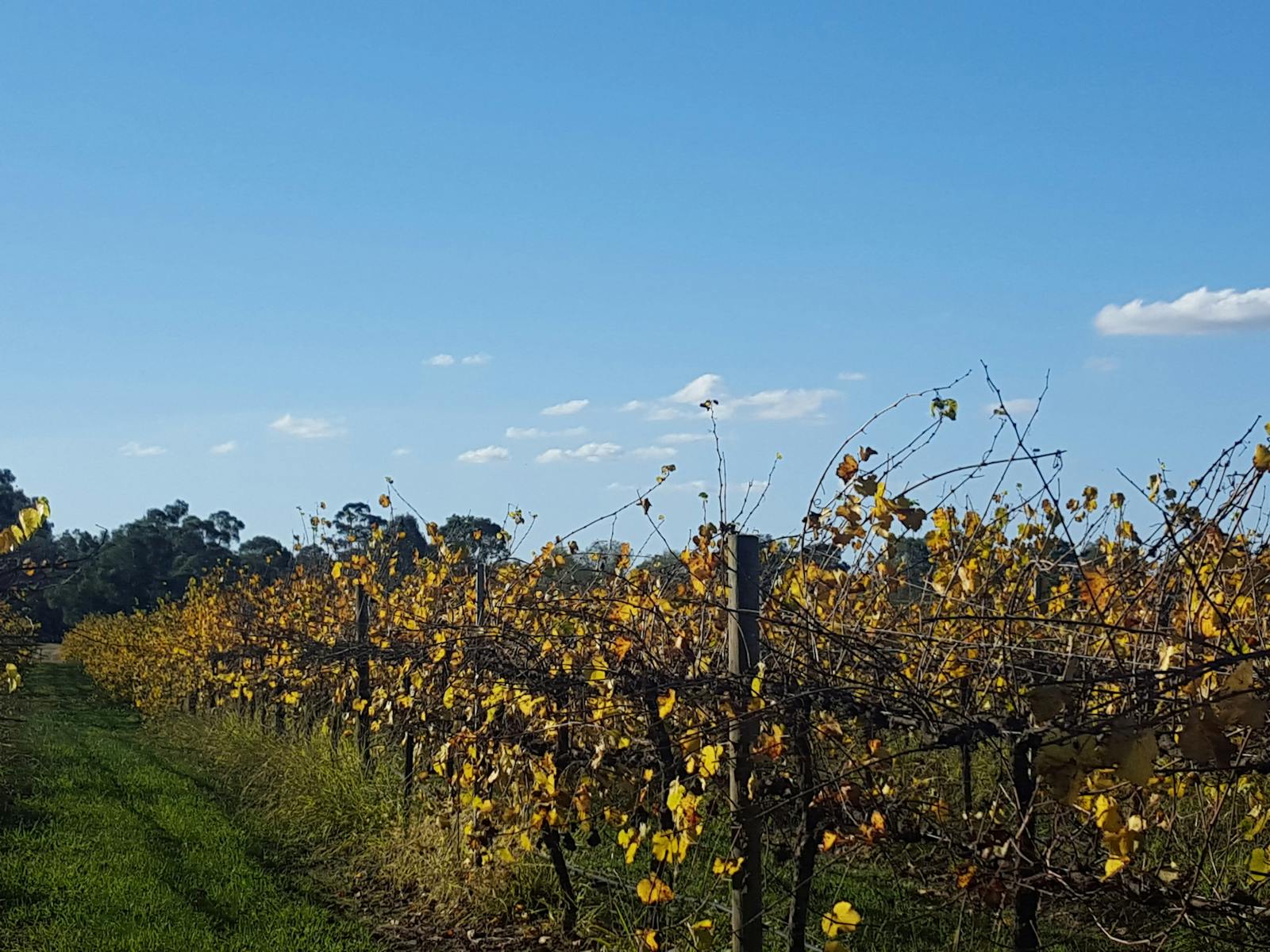 John Gehrig Wines
