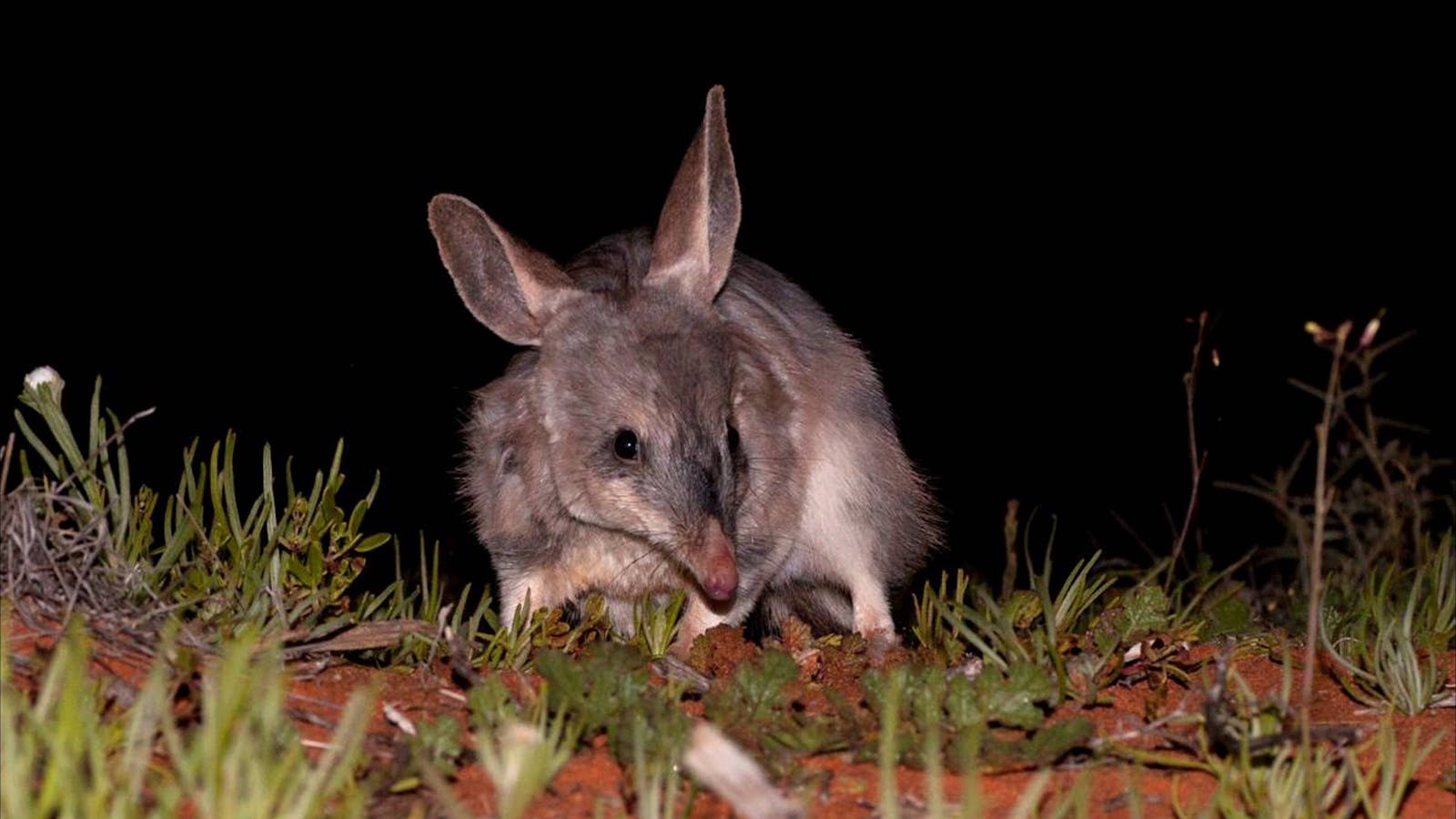 Greater Bilby at Arid Recovery