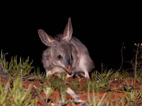 Greater Bilby at Arid Recovery