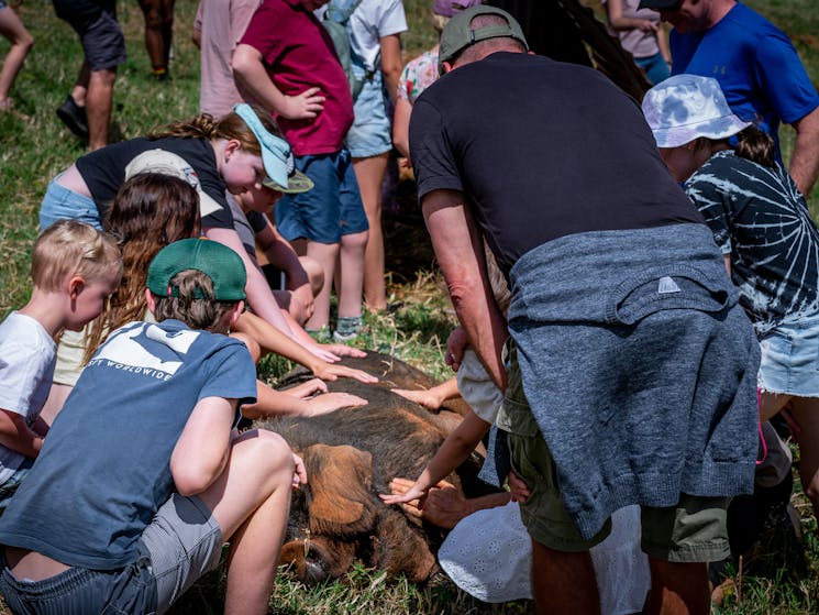 A group of tour guests visit the pigs. Prince loves the attention he gets from the enquisitive kids