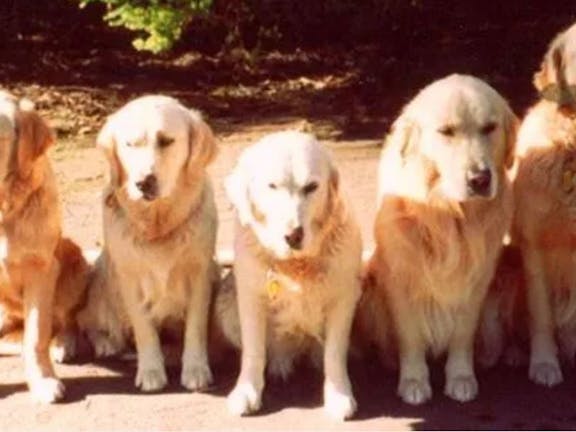 Perzgold Boarding Kennels