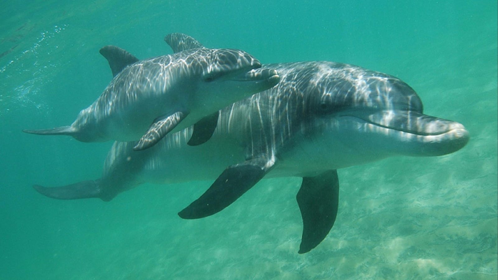 Dolphin Discovery Centre Bunbury