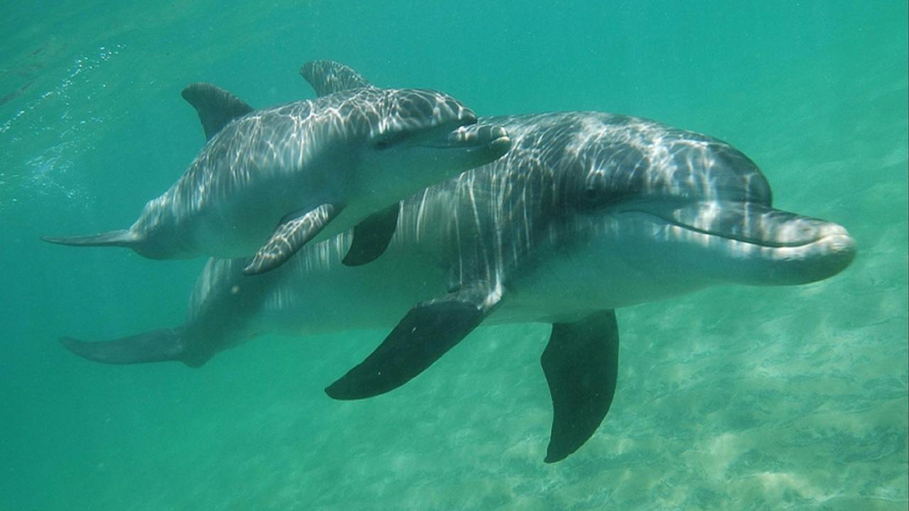 Mother and calf during a swim tour